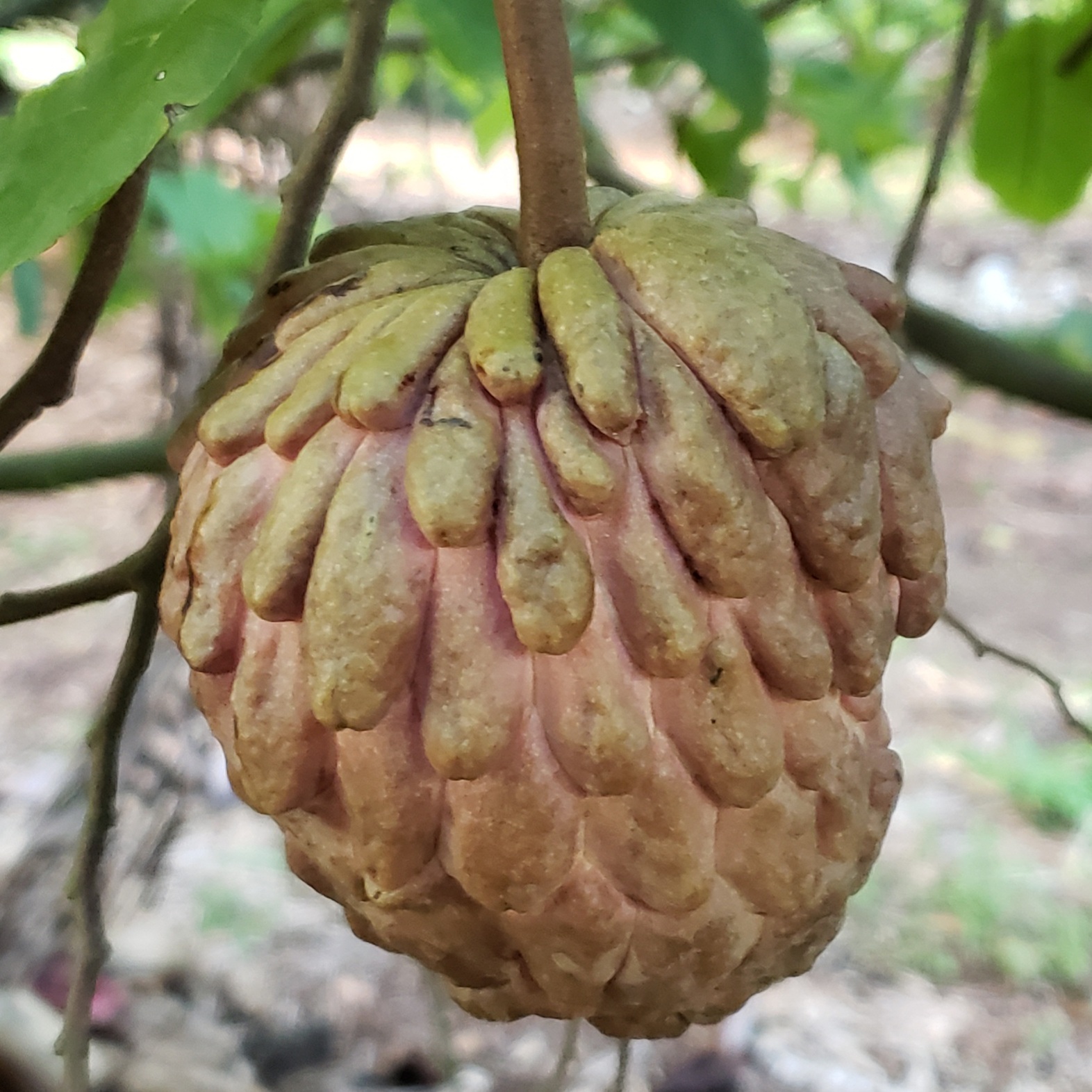 Fruit Variety Picture